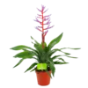 Aechmea Blue Rain - Kokerbromelia - P12 H55 - Roze-Paars - Kamerplant