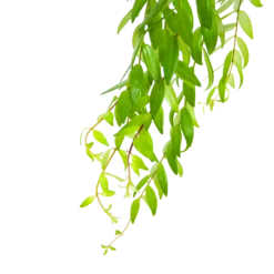 Aeschynanthus Japhrolepis - Lipstickplant - In Hangpot - P15 H20 - Kamerplant -Natuur Hoek Verkoop aeschynanthus japhrolepis lipstickplant in hangpot p15 6