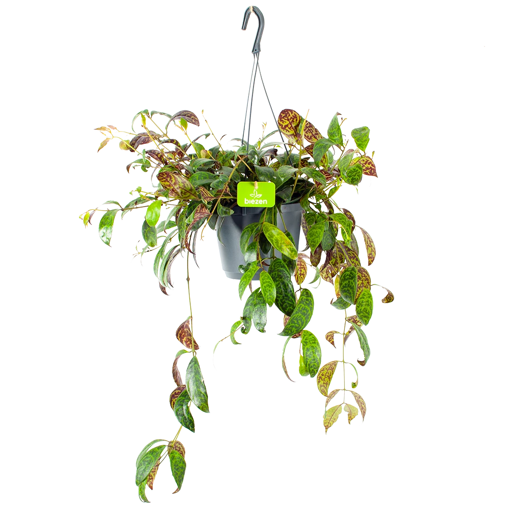 Aeschynanthus Marmoratus - Lipstickplant - In Hangpot - P17 H40 - Kamerplant 1 Aeschynanthus Marmoratus - Lipstickplant - In Hangpot - P17 H40 - Kamerplant