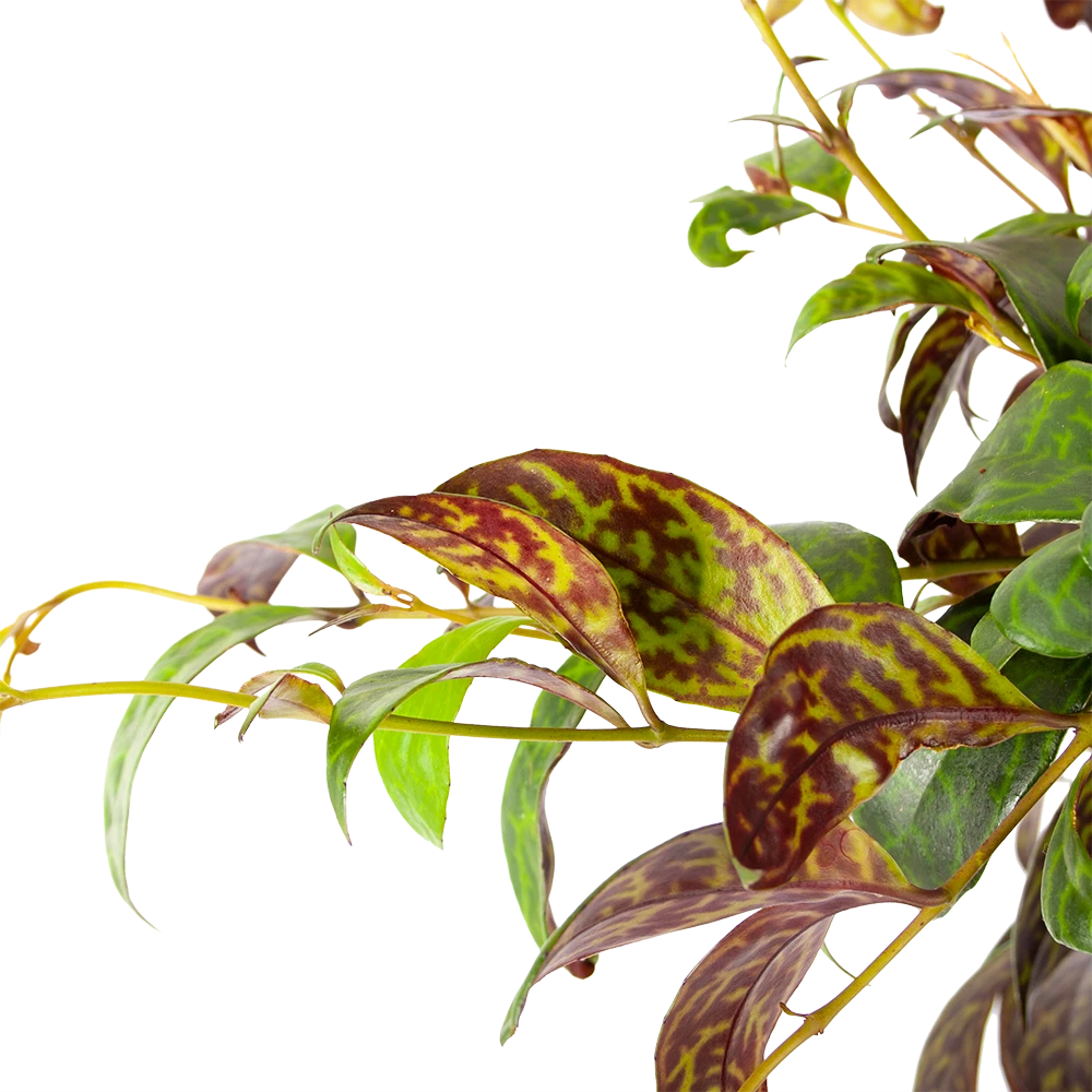 Aeschynanthus Marmoratus - Lipstickplant - In Hangpot - P17 H40 - Kamerplant 2 Aeschynanthus Marmoratus - Lipstickplant - In Hangpot - P17 H40 - Kamerplant - Afbeelding 2