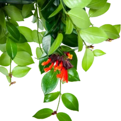 Aeschynanthus Monalisa - Lipstickplant - In Hangpot - P15 H20 - Kamerplant 6 Aeschynanthus Monalisa - Lipstickplant - In Hangpot - P15 H20 - Kamerplant -Natuur Hoek Verkoop aeschynanthus monalisa lipstickplant in hangpot p15 5
