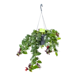Aeschynanthus Monalisa - Lipstickplant - In Hangpot - P17 H40 - Kamerplant