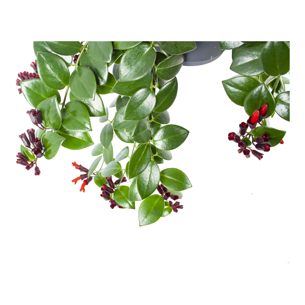 Aeschynanthus Monalisa - Lipstickplant - In Hangpot - P17 H40 - Kamerplant 2 Aeschynanthus Monalisa - Lipstickplant - In Hangpot - P17 H40 - Kamerplant - Afbeelding 2