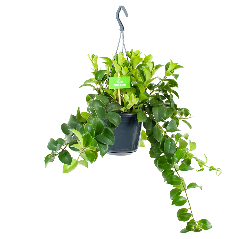 Aeschynanthus Monalisa - Lipstickplant - In Hangpot - P15 H20 - Kamerplant 1 Aeschynanthus Monalisa - Lipstickplant - In Hangpot - P15 H20 - Kamerplant