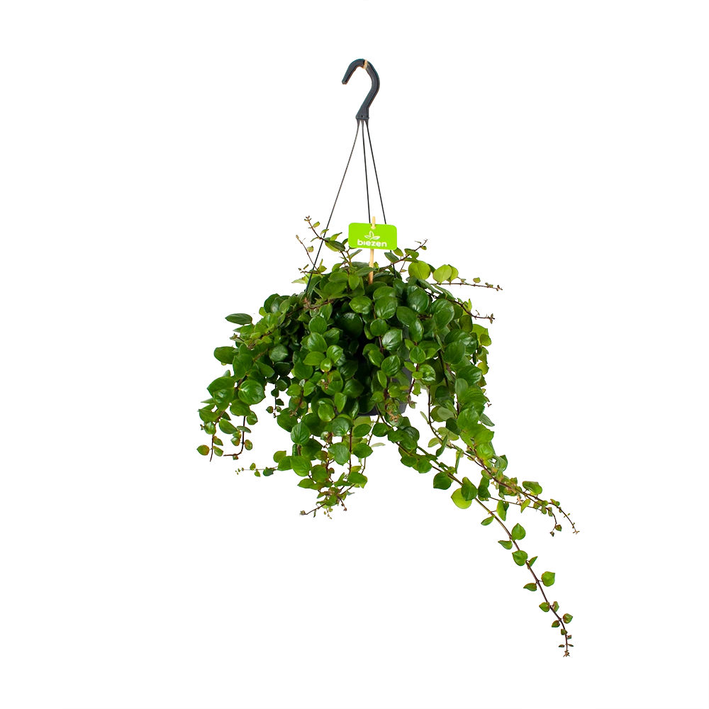 Aeschynanthus Pink Polka - Lipstickplant - In Hangpot - P17 H40 - Kamerplant 1 Aeschynanthus Pink Polka - Lipstickplant - In Hangpot - P17 H40 - Kamerplant