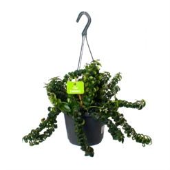 Aeschynanthus Swing - Lipstickplant - In Hangpot - P17 H30 - Kamerplant