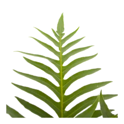 Aglaomorpha Jim - P19 H65 - Kamerplant 6 Aglaomorpha Jim - P19 H65 - Kamerplant -Natuur Hoek Verkoop aglaomorpha jim p19 h65 3