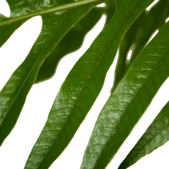 Aglaomorpha Jim - P37 H75 - Kamerplant -Natuur Hoek Verkoop aglaomorpha jim p37 h75 kamerplant 4