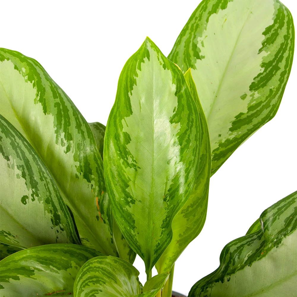 Aglaonema Freedman - P17 H60 - Kamerplant 2 Aglaonema Freedman - P17 H60 - Kamerplant - Afbeelding 2