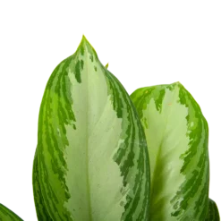 Aglaonema Freedman - P17 H60 - Kamerplant 6 Aglaonema Freedman - P17 H60 - Kamerplant -Natuur Hoek Verkoop aglaonema freedman p17 h60 6 1