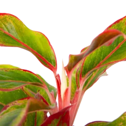 Aglaonema Light Star - P19 H35 - Kamerplant -Natuur Hoek Verkoop aglaonema light star p19 h35 4