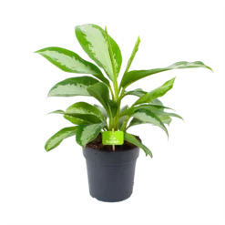 Aglaonema Silver Moon - P19 H50 - Kamerplant