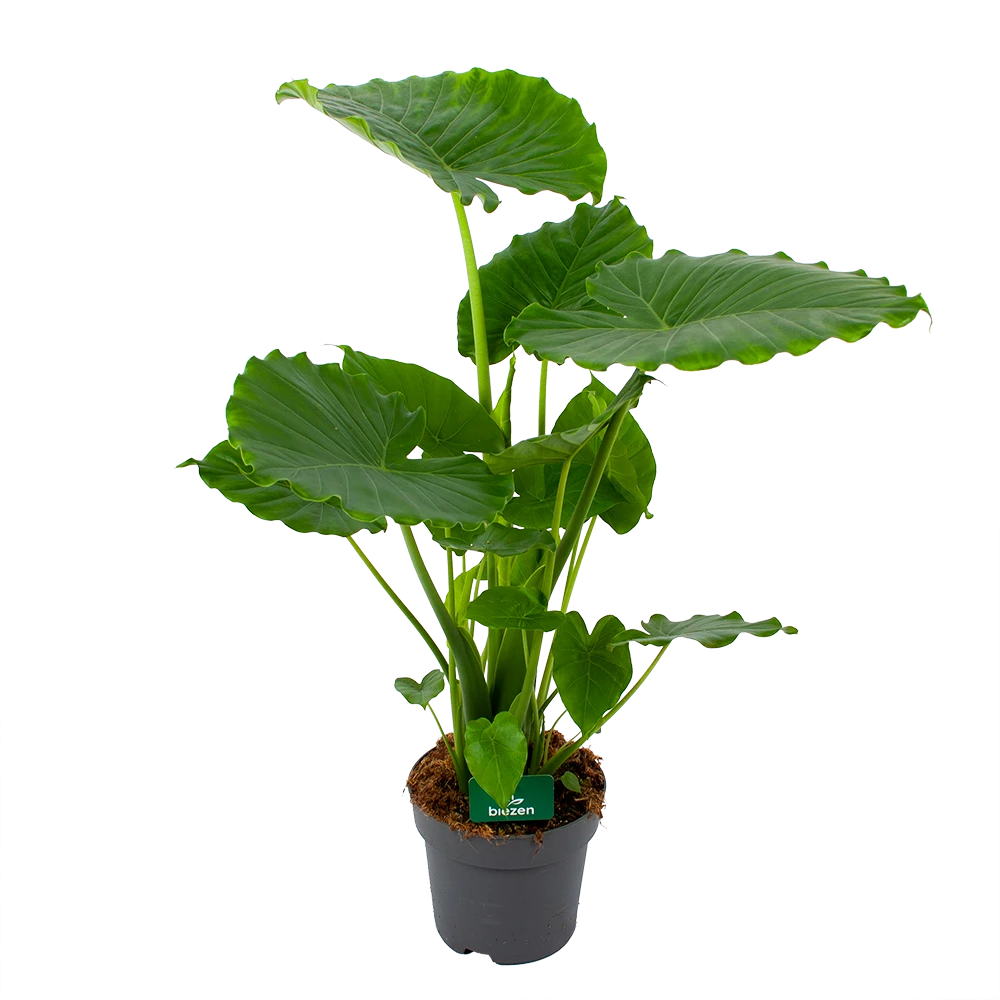 Alocasia Gageana California - Olifantsoor - P21 H85 - Kamerplant 1 Alocasia Gageana California - Olifantsoor - P21 H85 - Kamerplant