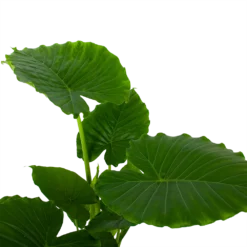 Natuur Hoek Verkoop -Natuur Hoek Verkoop alocasia gageana california olifantsoor p21 h85 5 1