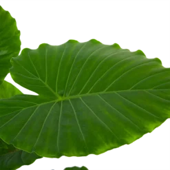 Alocasia Gageana California - Olifantsoor - P21 H85 - Kamerplant 6 Alocasia Gageana California - Olifantsoor - P21 H85 - Kamerplant -Natuur Hoek Verkoop alocasia gageana california olifantsoor p21 h85 6 1