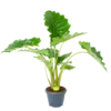 Alocasia Portodora - Olifantsoor - P35 H135 - Kamerplant