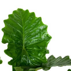 Alocasia Portodora - Olifantsoor - P35 H135 - Kamerplant 6 Alocasia Portodora - Olifantsoor - P35 H135 - Kamerplant -Natuur Hoek Verkoop alocasia portodora olifantsoor p35 h135 6 1