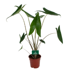 Alocasia Zebrina - Olifantsoor - P17 H60 - Kamerplant