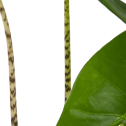Alocasia Zebrina - Olifantsoor - P17 H60 - Kamerplant -Natuur Hoek Verkoop alocasia zebrina olifantsoor p17 h60 4