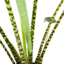 Alocasia Zebrina - Olifantsoor - P32 H120 - Kamerplant -Natuur Hoek Verkoop alocasia zebrina olifantsoor p32 h120 6