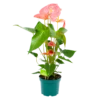 Anthurium Andreanum - Flamingoplant - P17 H70 Roze - Kamerplant