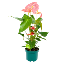 Anthurium Andreanum - Flamingoplant - P17 H70 Roze - Kamerplant
