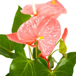 Natuur Hoek Verkoop -Natuur Hoek Verkoop anthurium andreanum flamingoplant p17 h70 roze 5 1