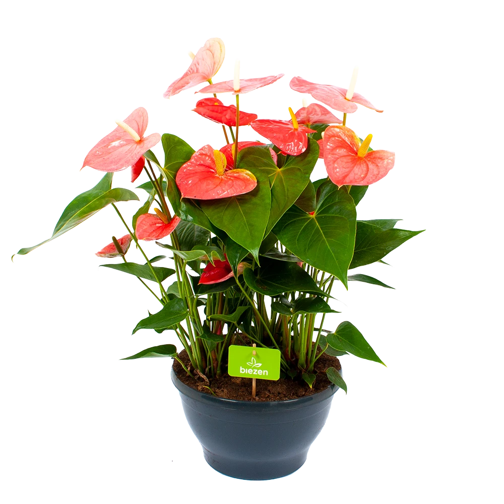 Anthurium Andreanum - Flamingoplant - P30 H80 Roze - Kamerplant 1 Anthurium Andreanum - Flamingoplant - P30 H80 Roze - Kamerplant