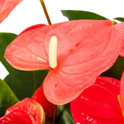 Natuur Hoek Verkoop -Natuur Hoek Verkoop anthurium andreanum flamingoplant p30 h80 roze 5 1