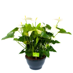 Anthurium Andreanum - Flamingoplant - P30 H80 Wit - Kamerplant