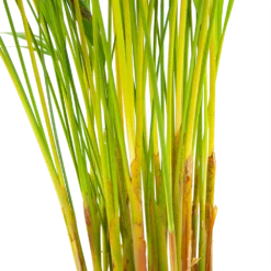 Areca - Goudpalm - P17 H90 - Kamerplant -Natuur Hoek Verkoop areca goudpalm p17 h90 6 2