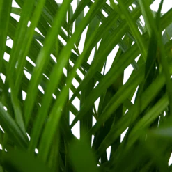 Areca - Goudpalm - P24 H120 - Kamerplant -Natuur Hoek Verkoop areca goudpalm p24 h120 5