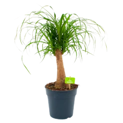 Beaucarnea Recurvata - Op Stam - Olifantenpoot - P21 H60 - Kamerplant