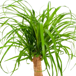 Beaucarnea Recurvata - Op Stam - Olifantenpoot - P21 H60 - Kamerplant -Natuur Hoek Verkoop beaucarnea recurvata op stam olifantenpoot p21 h60 6 1