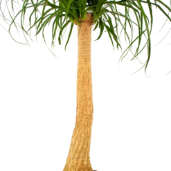 Beaucarnea Recurvata - Op Stam - Olifantenpoot - P27 H100 - Kamerplant -Natuur Hoek Verkoop beaucarnea recurvata op stam olifantenpoot p27 h100 6 1