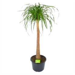 Beaucarnea Recurvata - Op Stam - Olifantenpoot - P32 H130 - Kamerplant