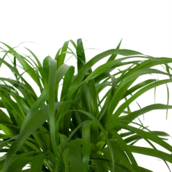 Beaucarnea Recurvata - Op Stam - Olifantenpoot - P32 H130 - Kamerplant -Natuur Hoek Verkoop beaucarnea recurvata op stam olifantenpoot p32 h130 6 3