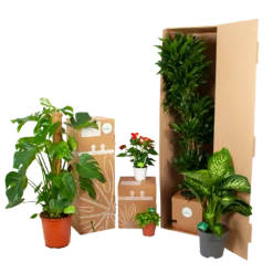 Lepismium Bolivianum - In Hangpot - P17 H40 - Kamerplant -Natuur Hoek Verkoop biezen kamerplanten verpakking 4 25