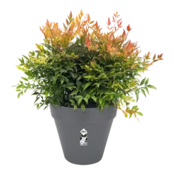 Bloempot Elho Loft Urban Rond 60cm - Antraciet 6 Bloempot Elho Loft Urban Rond 60cm - Antraciet -Natuur Hoek Verkoop bloempot elho loft urban rond antraciet bloempot antraciet 3 2 2