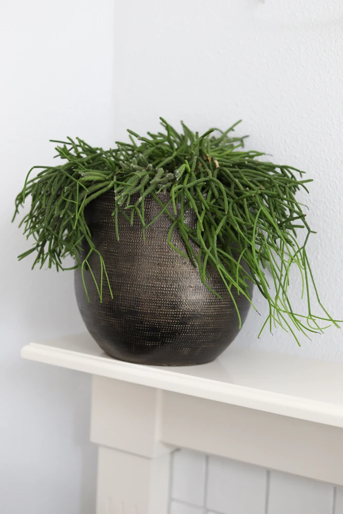 Bloempot Tokio - D20 X H18cm - Goud 2 Bloempot Tokio - D20 X H18cm - Goud - Afbeelding 2