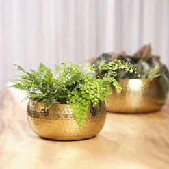 Plantenschaal Kody - D24 X H11cm - Goud -Natuur Hoek Verkoop bowl kody gold d24 h11 schaal 7 12