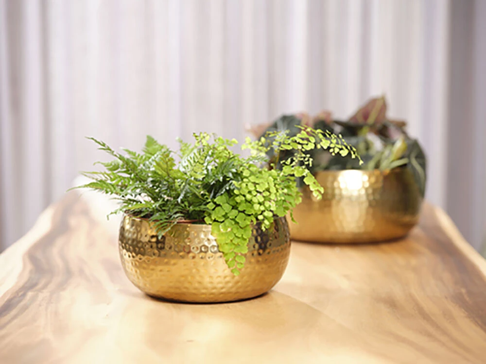 Plantenschaal Kody - D34 X H15cm - Goud 2 Plantenschaal Kody - D34 X H15cm - Goud - Afbeelding 2