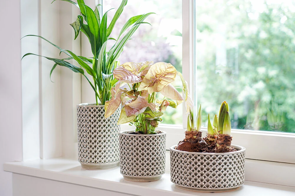 Plantenschaal Thies - D20 X H10cm - Olijf Groen 2 Plantenschaal Thies - D20 X H10cm - Olijf Groen - Afbeelding 2