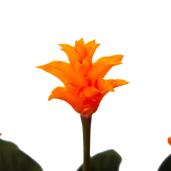 Calathea Crocata - Eeuwige Vlam - P15 H45 - Kamerplant -Natuur Hoek Verkoop calathea crocata eeuwige vlam p15 h45 4