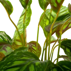 Bestsellers -Natuur Hoek Verkoop calathea flamestar schaduwplant p19 h75 5