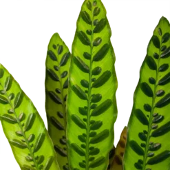Bestsellers -Natuur Hoek Verkoop calathea insigne livingplant p17 h65 6