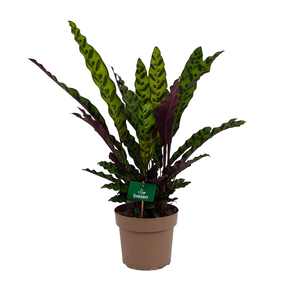 Calathea Insigne - Livingplant - P21 H60 - Kamerplant 1 Calathea Insigne - Livingplant - P21 H60 - Kamerplant