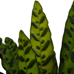 Calathea Insigne - Livingplant - P21 H60 - Kamerplant 6 Calathea Insigne - Livingplant - P21 H60 - Kamerplant -Natuur Hoek Verkoop calathea insigne livingplant p21 h60 4