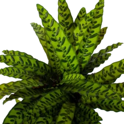 Bestsellers -Natuur Hoek Verkoop calathea insigne livingplant p27 h80 5 3
