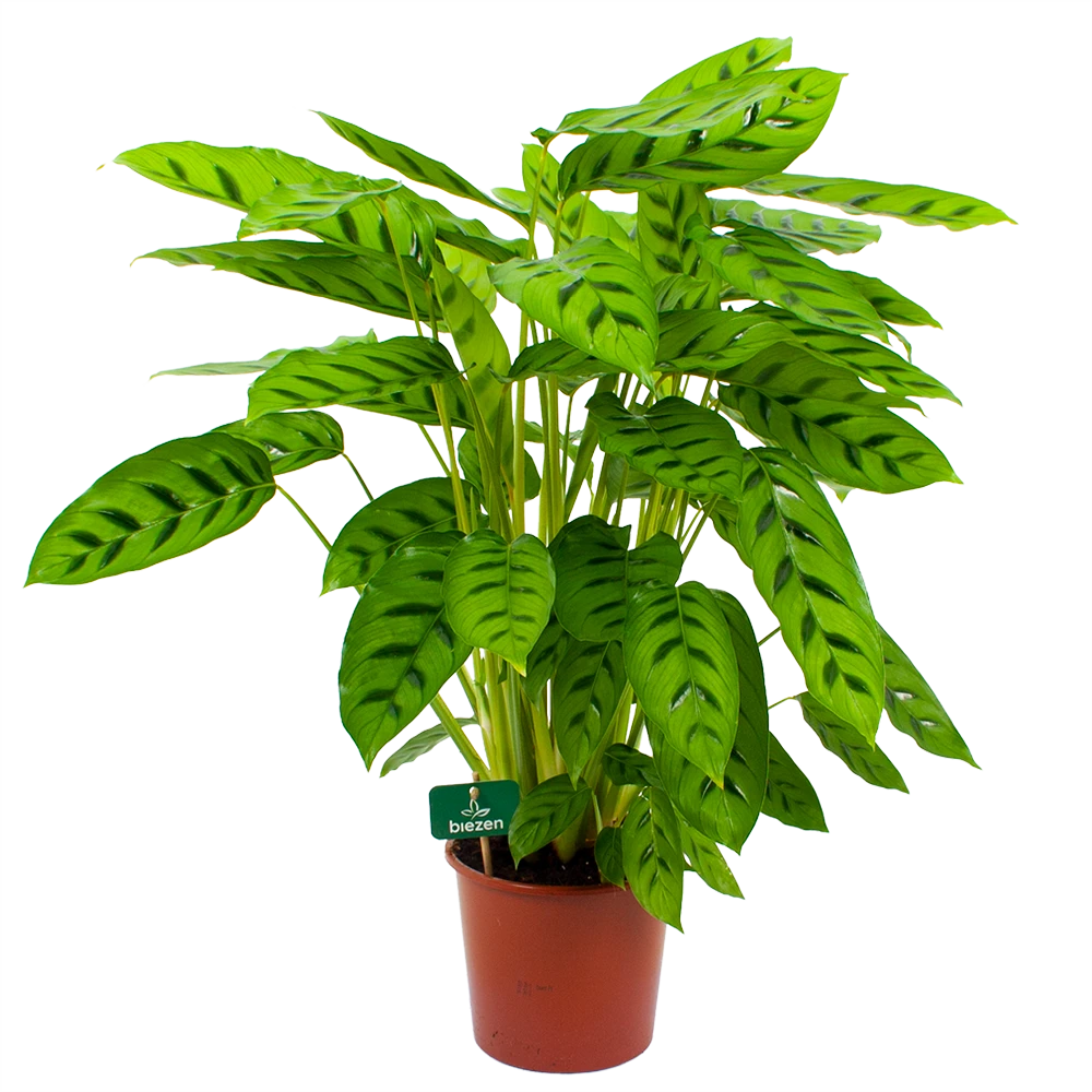 Calathea Leopardina - Schaduwplant - P17 H70 - Kamerplant 1 Calathea Leopardina - Schaduwplant - P17 H70 - Kamerplant